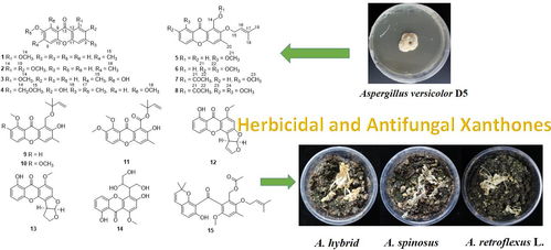 海洋真菌 天然除草與殺菌劑的綠色寶庫(kù)與合成技術(shù)新突破